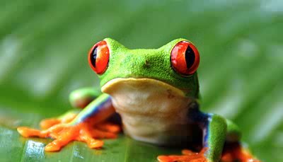 Frog Image